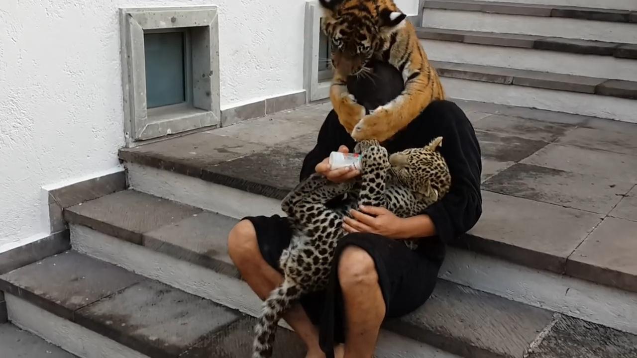 飼養員給小花豹餵奶，一旁的小老虎生氣了，接下來請不要笑