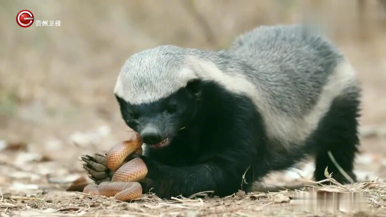 鼹鼠蛇大战白头蜜獾,持续反击至死!被蜜罐吃掉