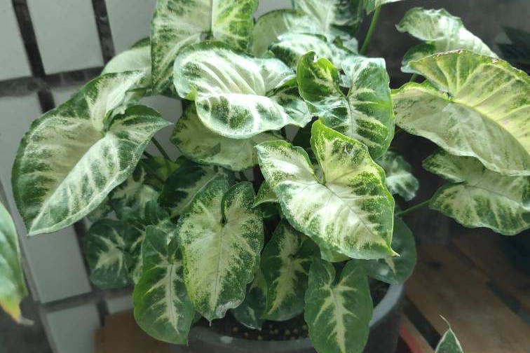 家养植物千千万,这30种都养过的,就是养花大神|植物|养花|家养_新浪新闻