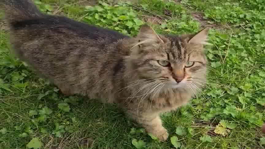 虎皮猫的肚子看着有点大是怀孕了吗