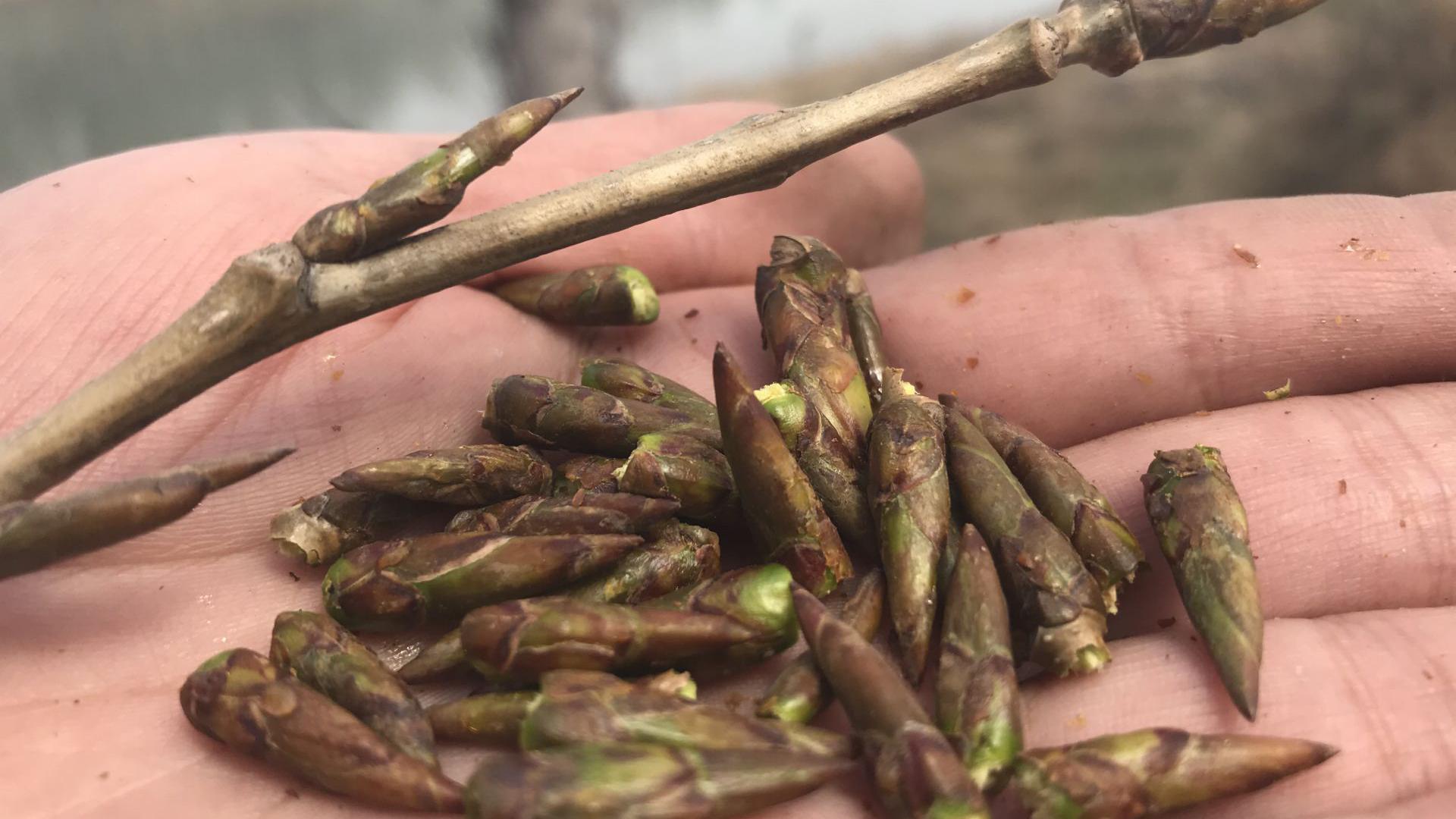 杨树芽到底有啥大用途?几十元一斤供不应求?叮嘱家人别上当!