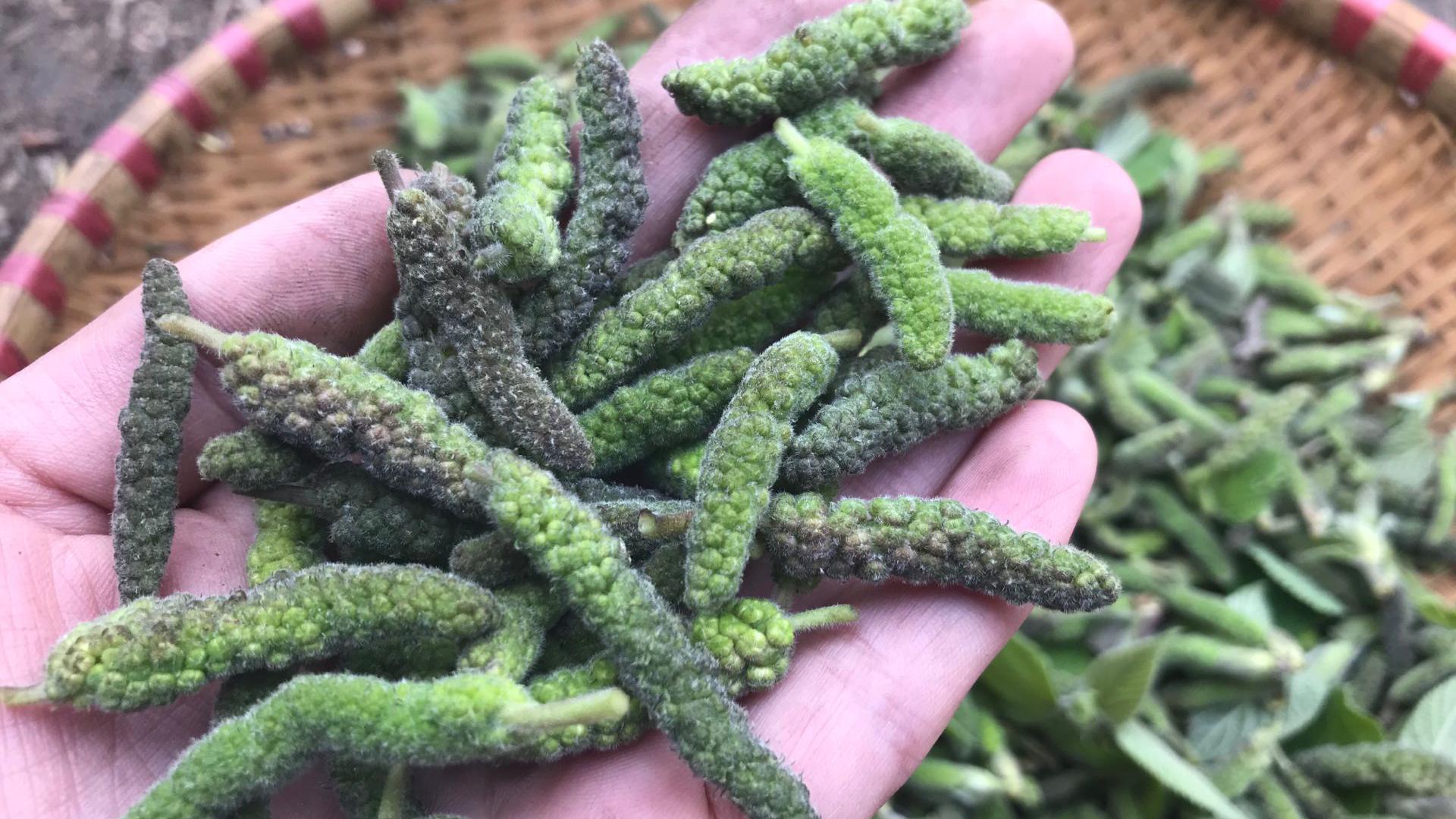 树上野生的"构棒棒"到底能不能吃?很多人都错了,看看吧