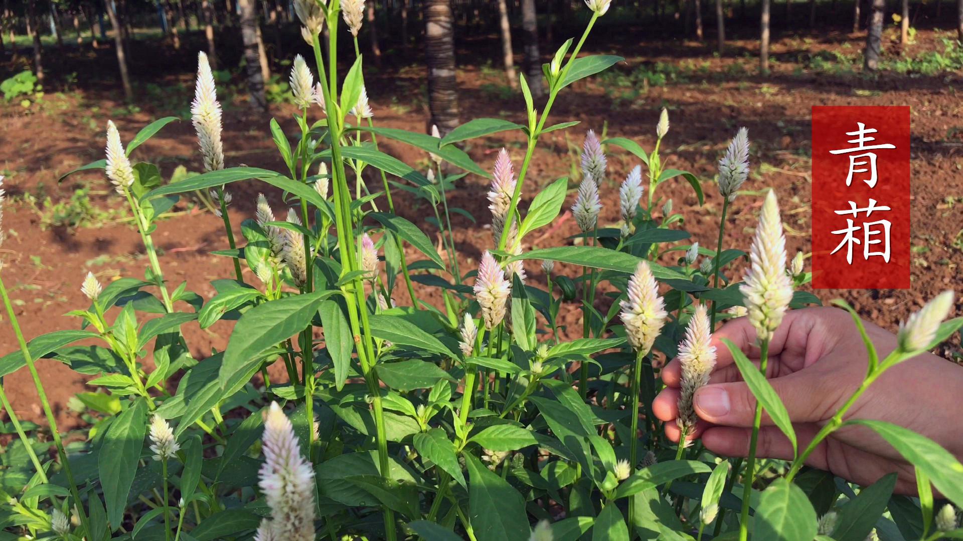 它的用途和价值是最大的亮点