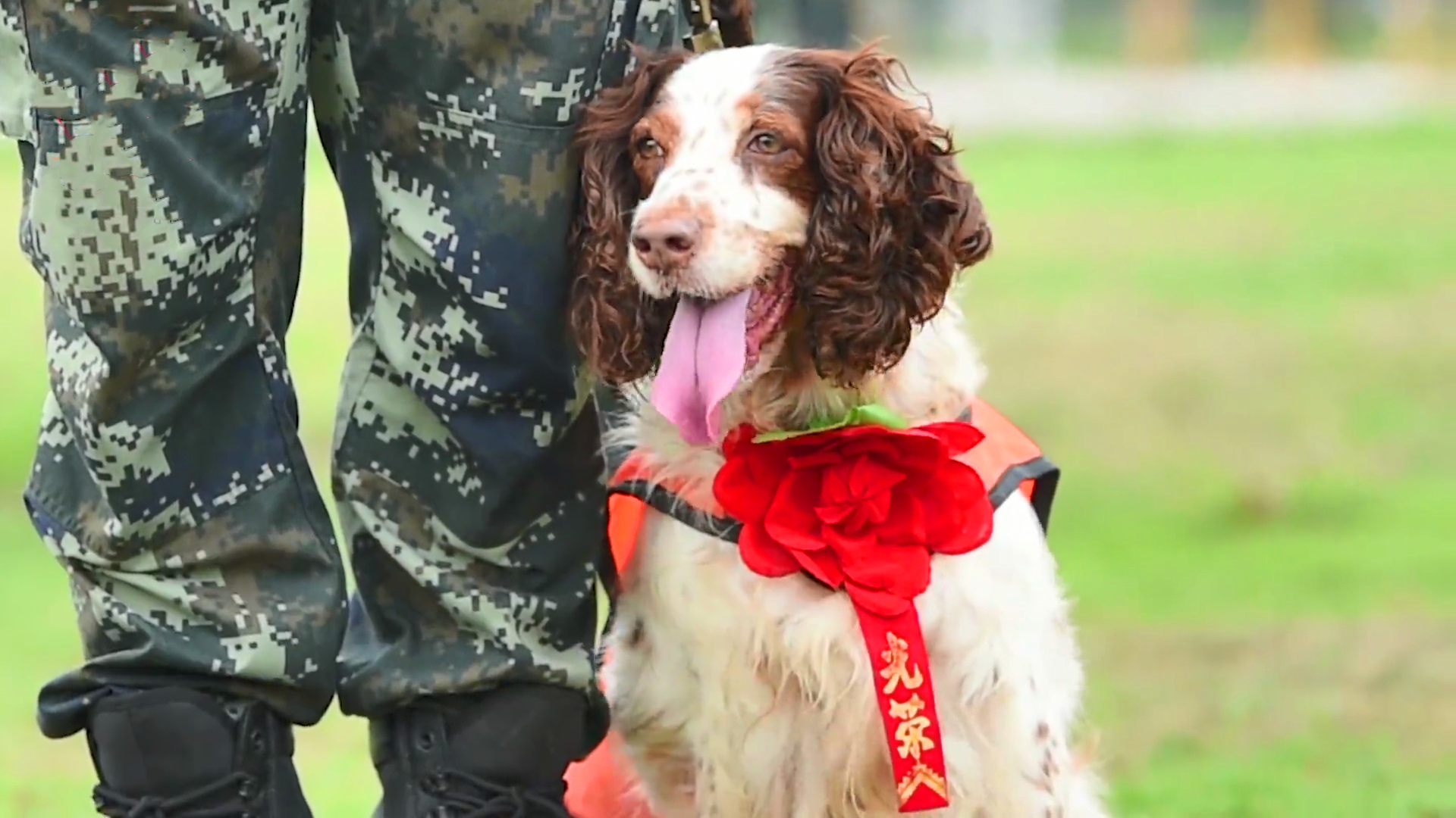 命令:警犬"卡韵"超出服役年限,退出现役!看完让人泪奔