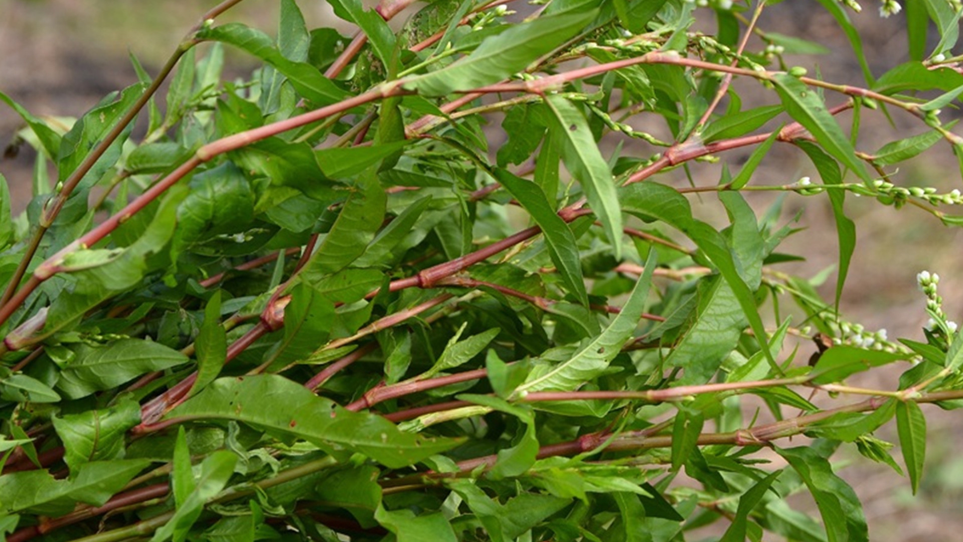 农村田间的辣蓼草,没想到有这么高的价值?看看对你有帮助吗