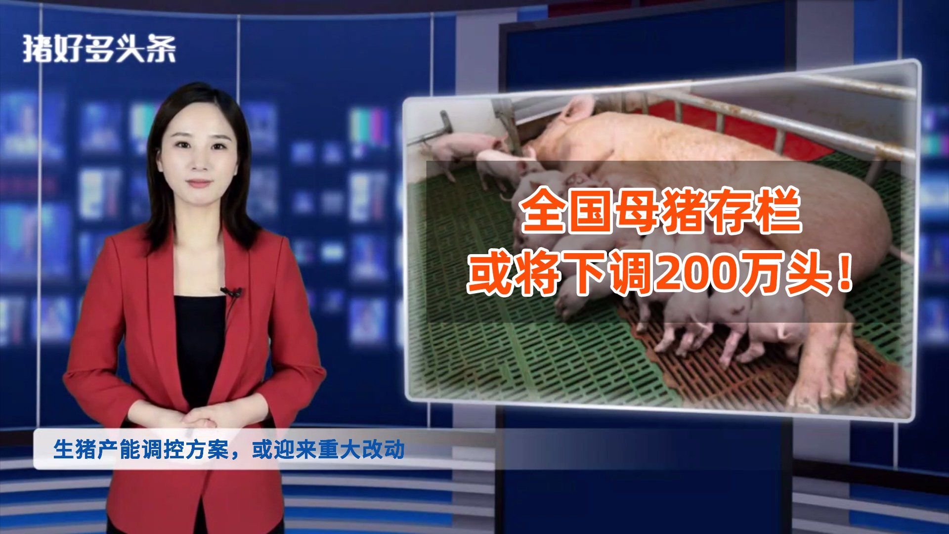 重磅改动!农业农村部或将全国能繁母猪基础量调为3900万头!|生猪价格|生猪市场|生猪行情_新浪新闻