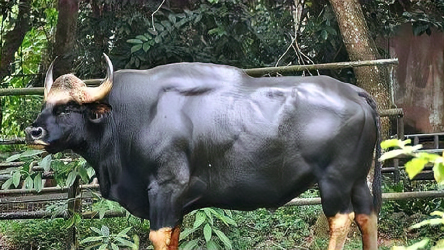 地球上"最凶猛的牛"体重高达1600斤,轻松秒杀狮子老虎