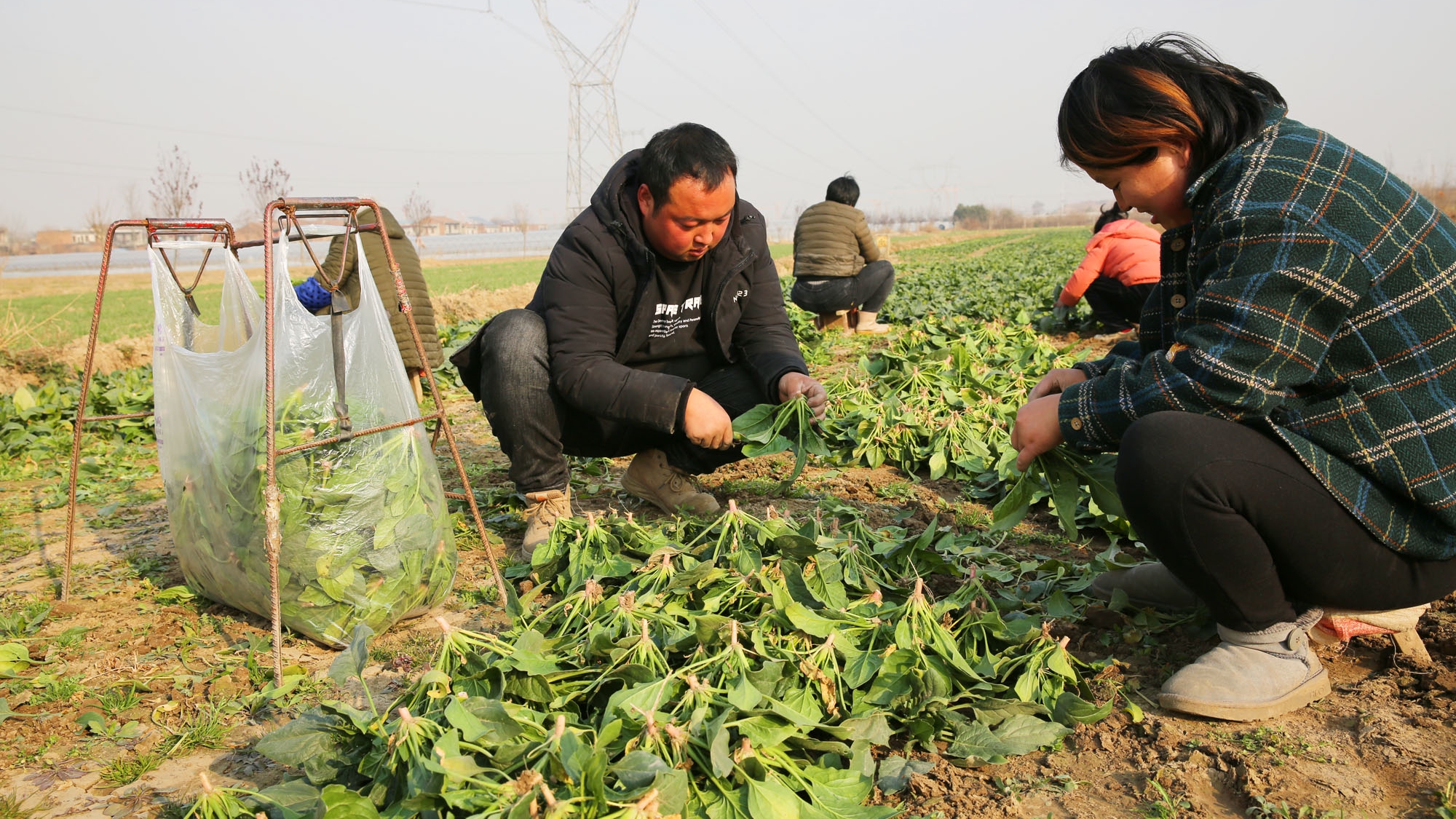 西安90后小夫妻回农村老家种地,种了5亩蔬菜,说比在城里上班强