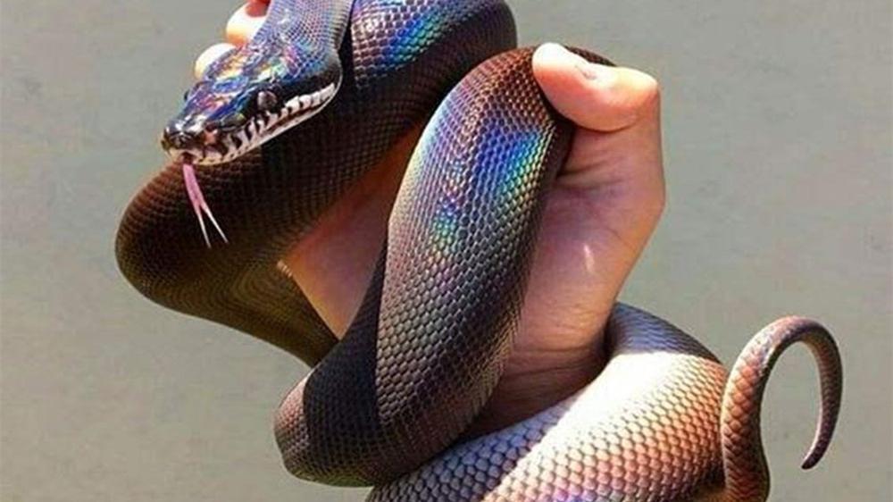蛇在阳光下发出虹彩般颜色极为惊奇