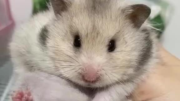 仓鼠:你们快来看看我可爱不可爱呢?