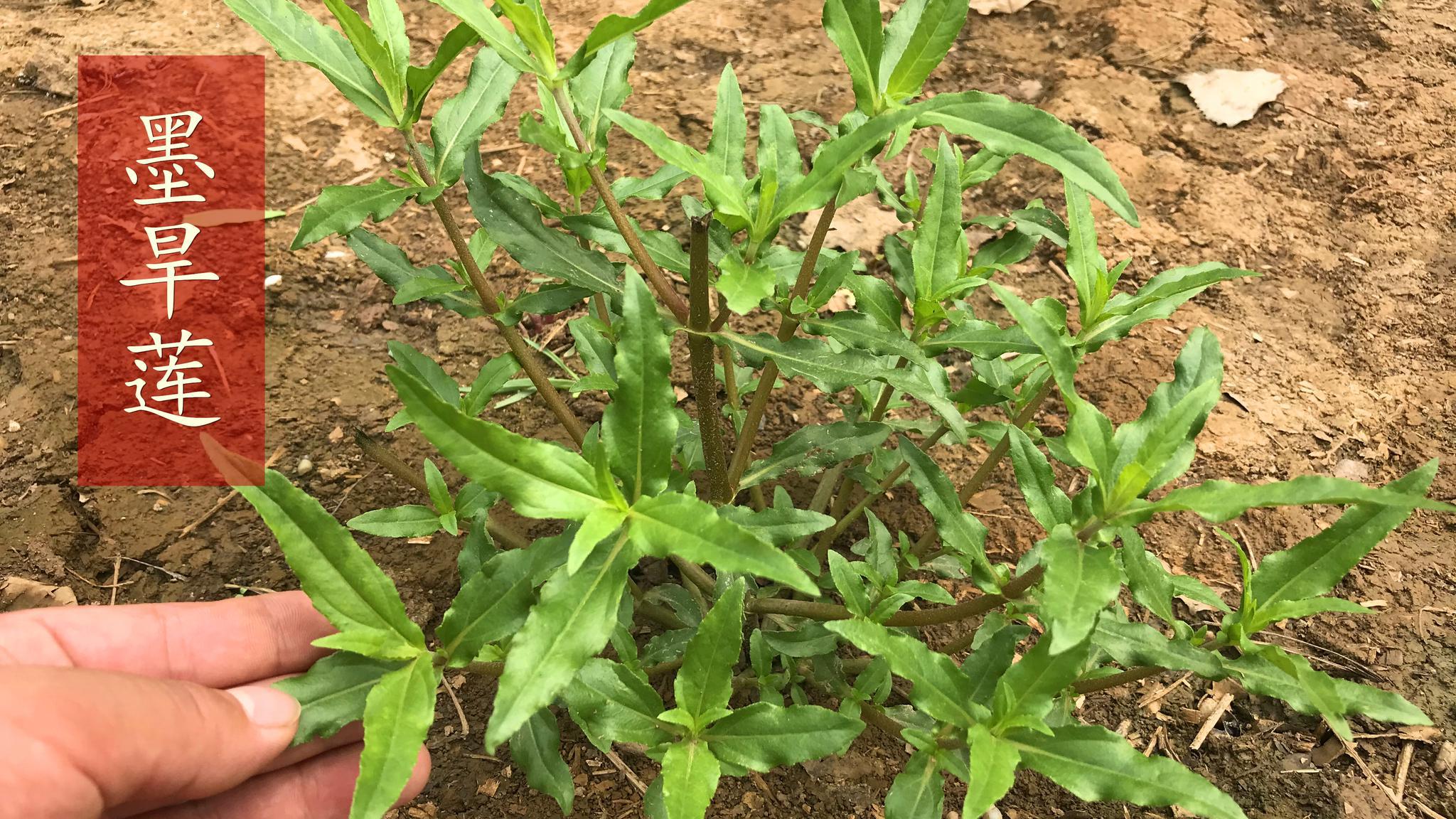 据《滇南本草》记载:旱莲草固齿,乌须发,洗9种痔疮,请看!