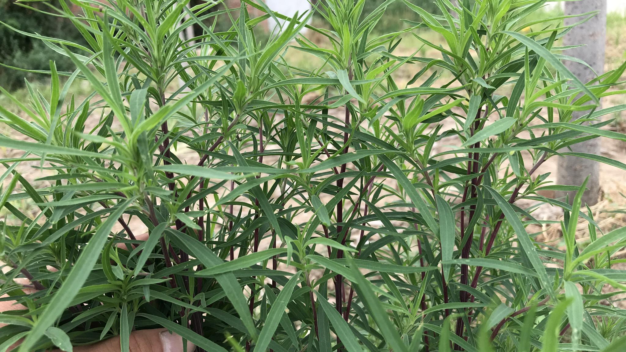 90岁农村长寿爷爷,最爱吃野菜扫帚苗,到底有啥好?懂的人当宝