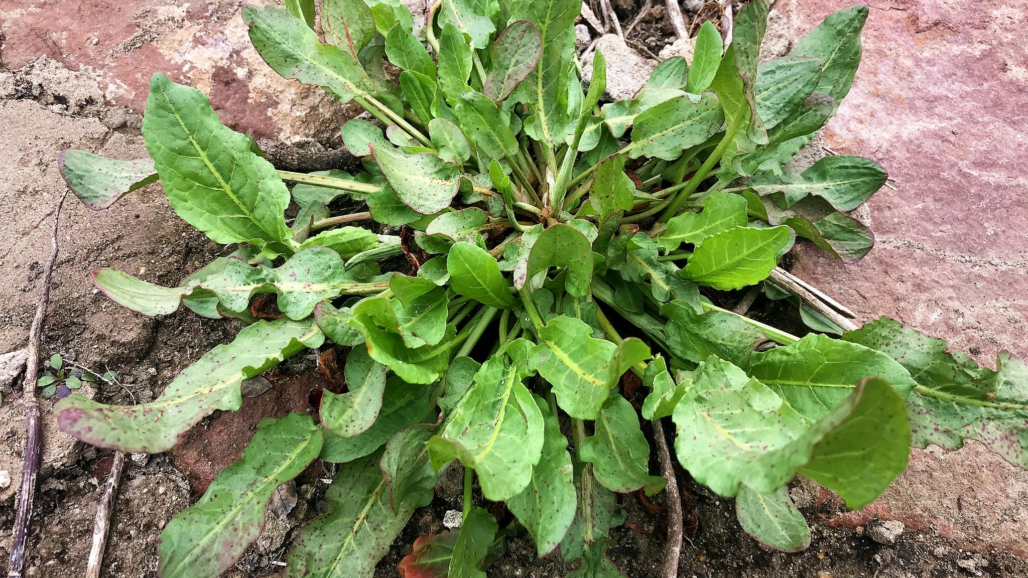 1野菠菜又称田菠菜酸模山大黄当药野当归酸母酸溜溜牛舌头棵水牛舌头