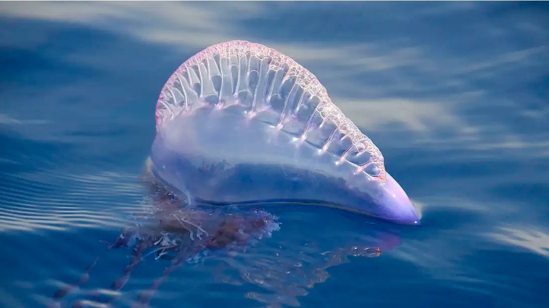 如果被"僧帽水母"袭击,你该怎么办?科学家说出真相__财经头条