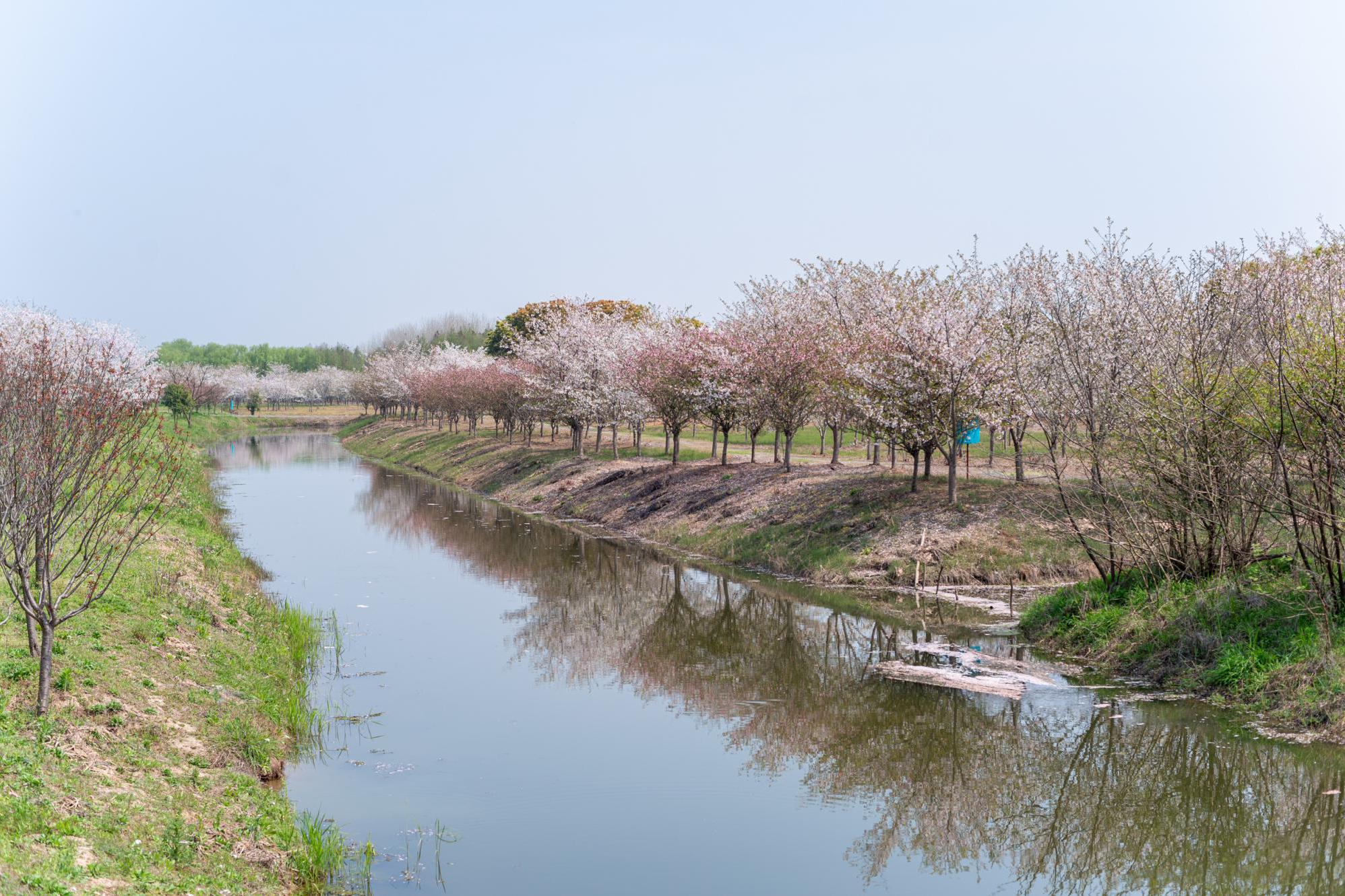 浙江海宁旅游,必打卡的三个景点,你去过吗?|海宁|观潮|樱花_新浪新闻