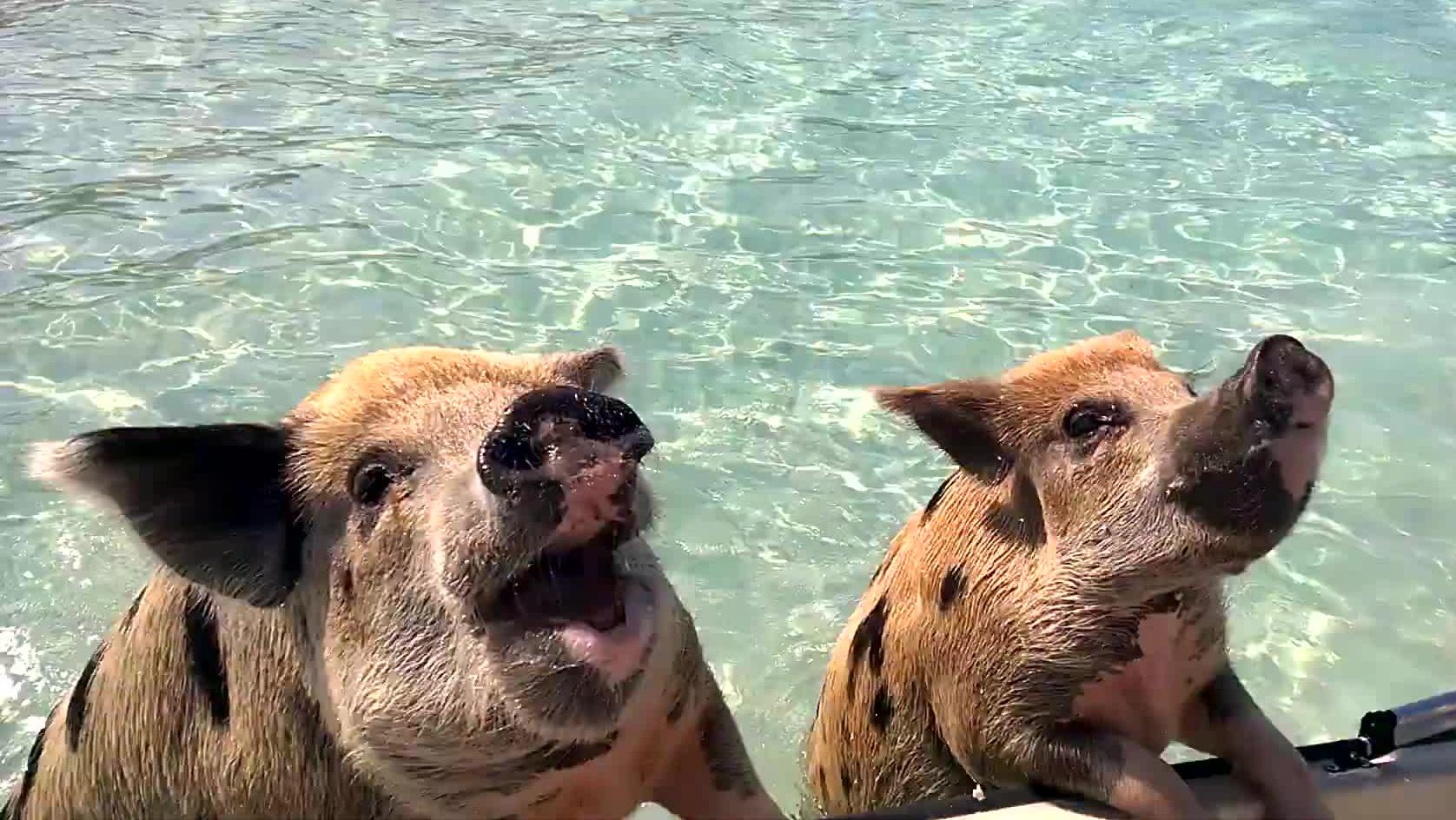 巴哈马猪岛,猪猪的天堂!没有天敌,可爱小猪海边戏水