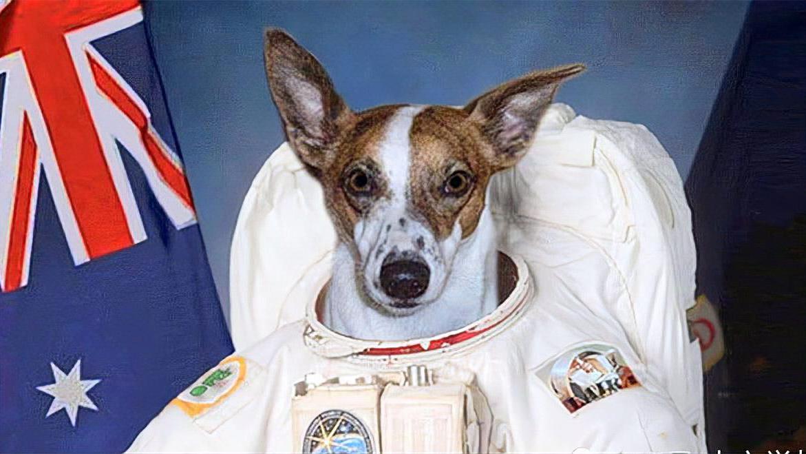 世界首只"登上太空的狗"如今在太空漂浮63年,网友:让人感动