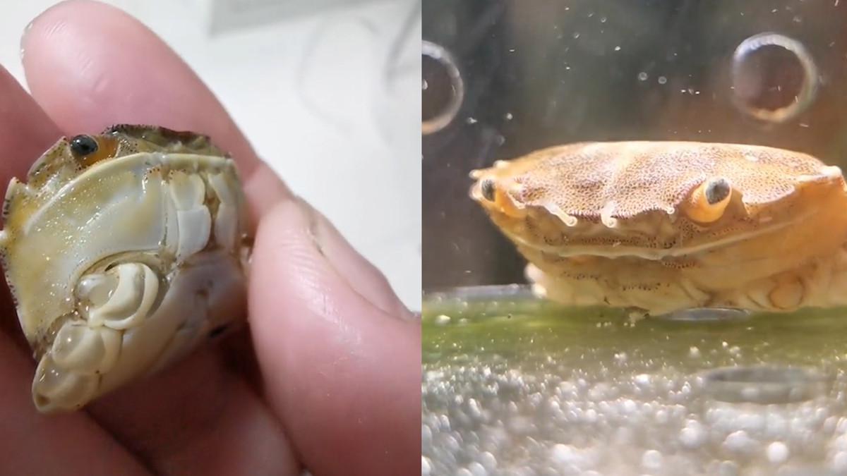 螃蟹被当食物扔进鲨鱼缸,腿皆断腹部受伤仍活着!