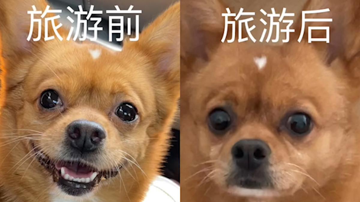 男子带狗海边旅游,一周后狗子晒成烟熏妆!