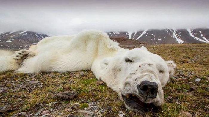 北极熊或提前灭绝"超级病毒"正在"泄露"