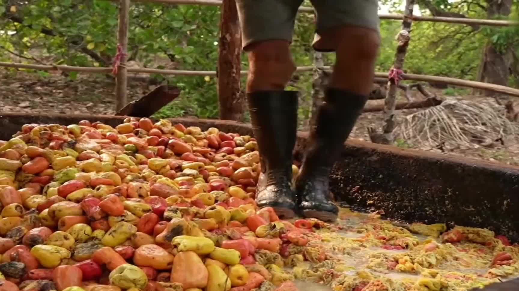 你知道风靡印度的腰果酒怎样酿制的么口感好不好全看这脚上功夫