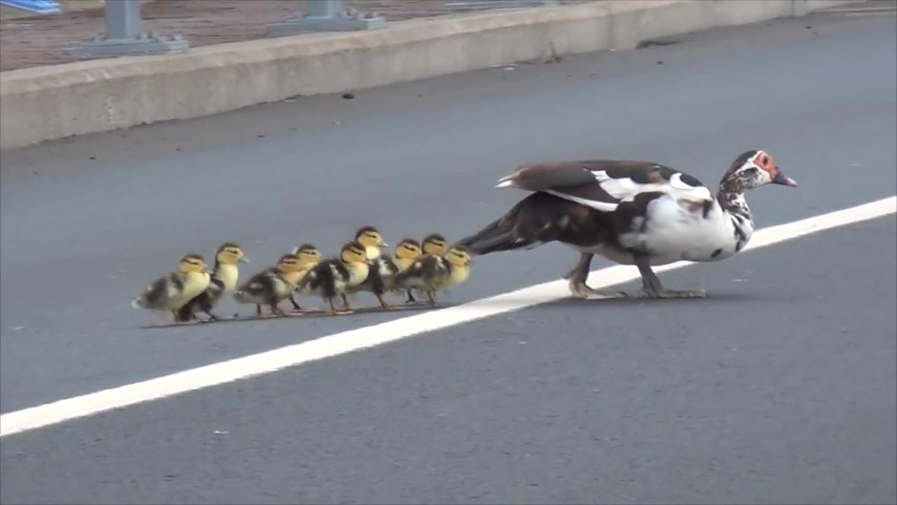 鸭妈妈带着孩子过马路,最后一只却让人笑出了声!镜头记录全过程