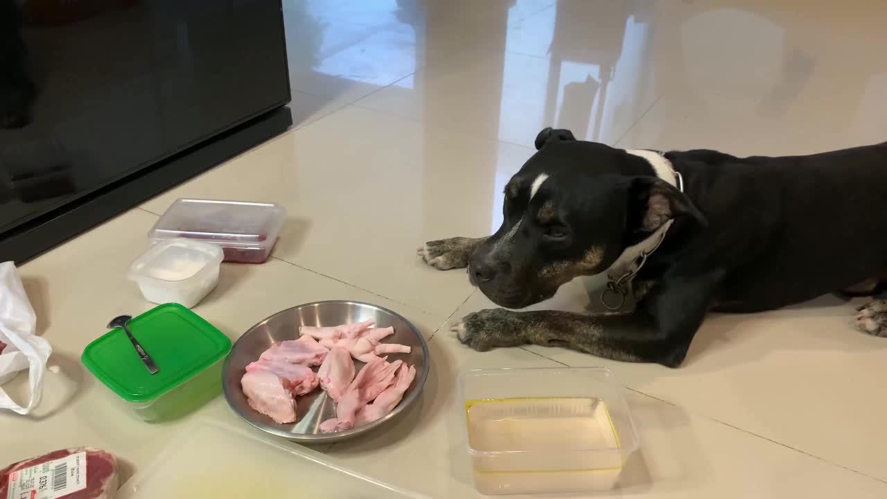 比特犬生吃木瓜块与丁骨牛排套餐 吃得比小编还好 实属羡慕 比特犬生吃木瓜块与丁骨牛排套餐 吃得比小编还好 实属羡慕