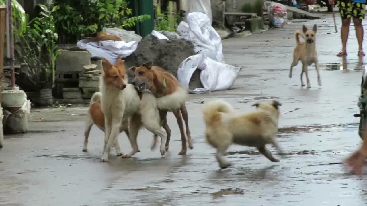 农村土狗打架,凶狠程度不亚于斗犬