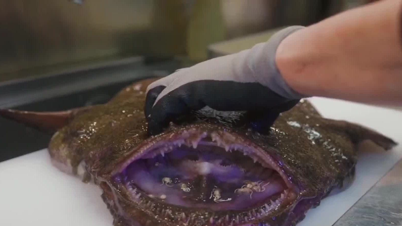 刚捕捞上来的安康鱼就要立即处理把鱼肉鱼肝和鱼皮都做成刺身