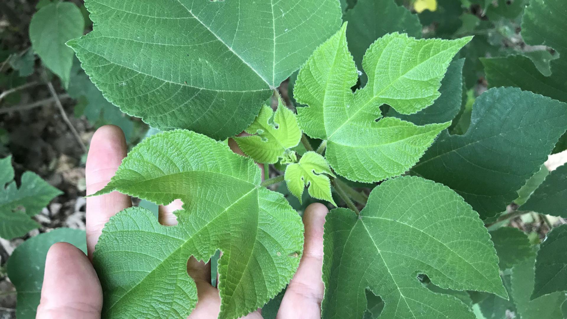 讨人嫌的"构树"厉害了,原来它是天然的"肾宝" ?了解下吧