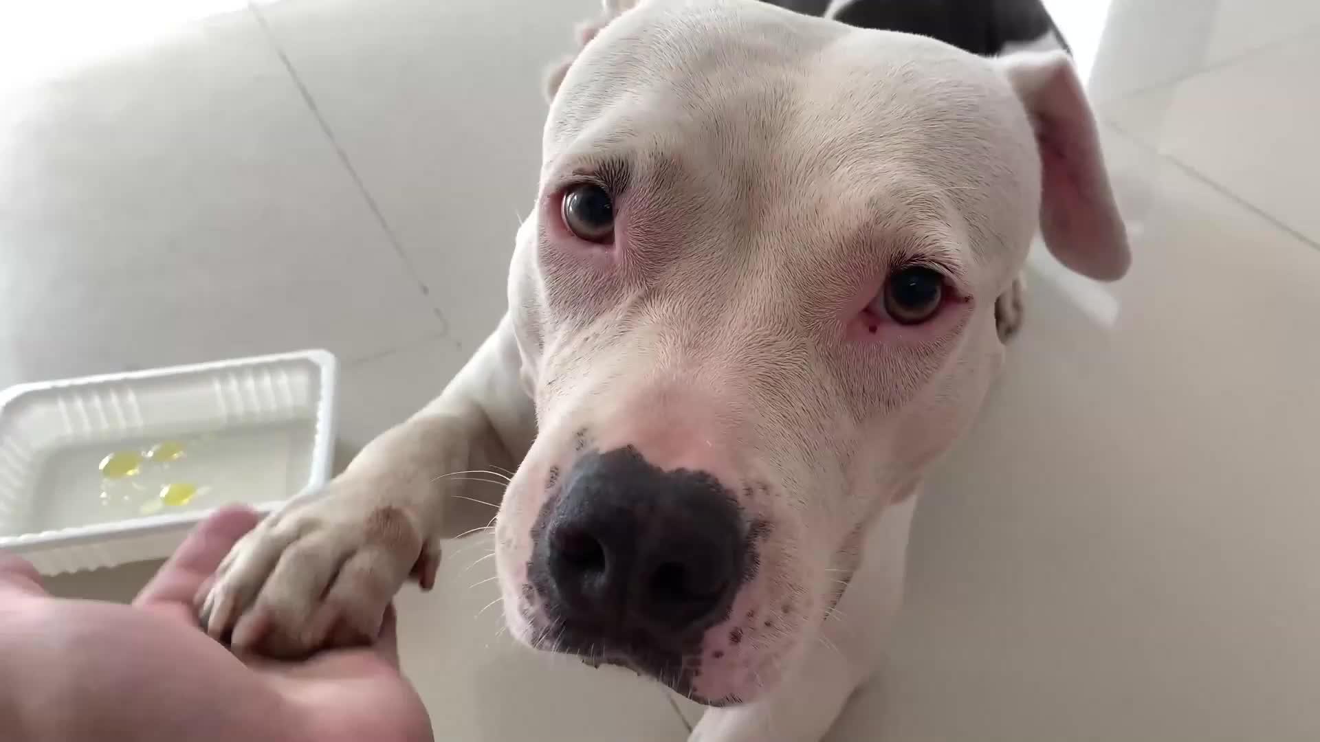比特犬的美味午餐 切碎的野猪肉配上鸭腿鸭爪 好吃到舔盘子 比特犬的美味午餐 切碎的野猪肉配上鸭腿鸭爪 好吃到舔盘子