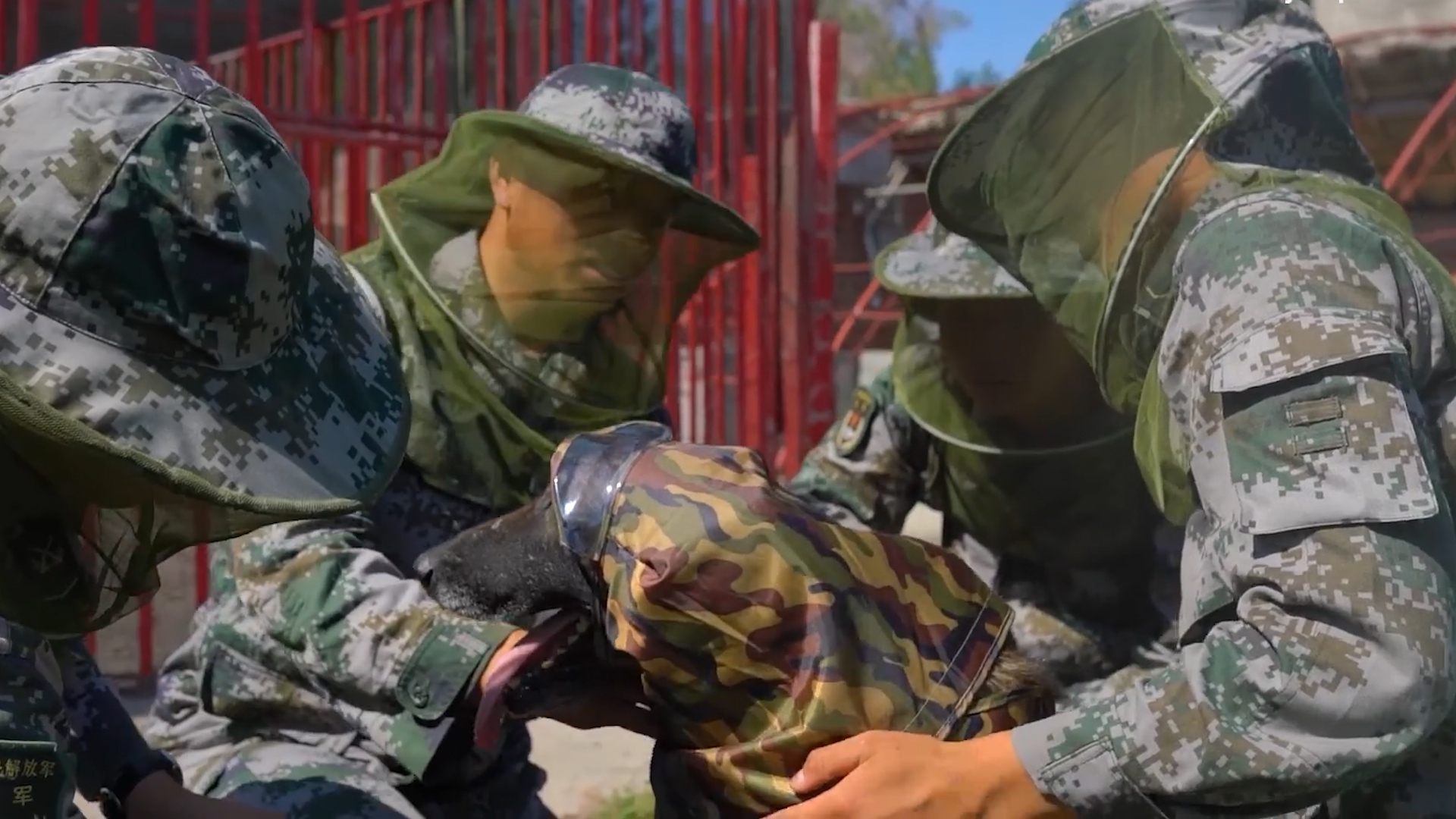 北湾边防官兵的"战友"军犬炎龙,也安排上了防蚊用的专业护具!