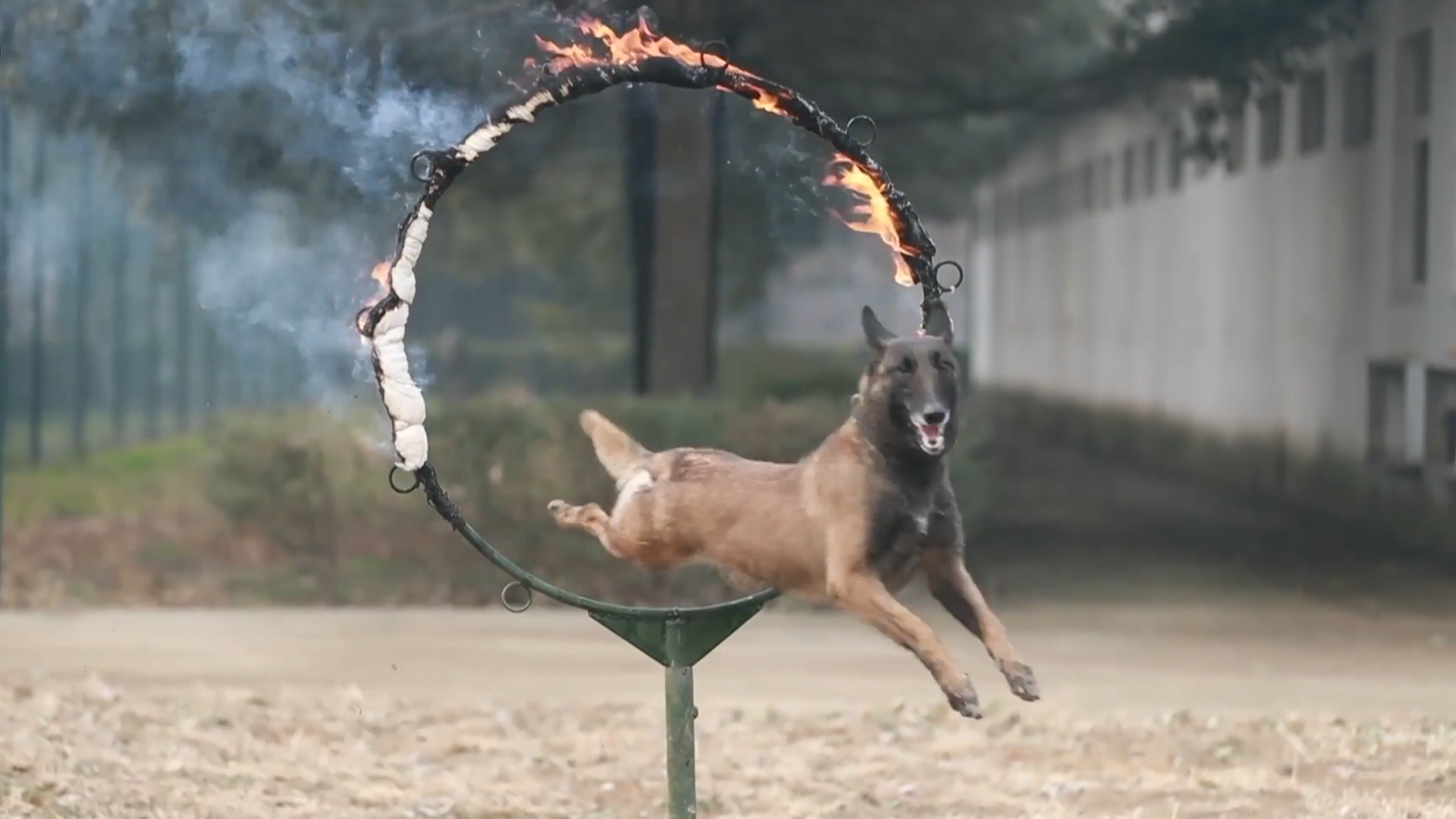 钻火圈,过云梯,翻高墙!特战旅组织军犬班进行人犬协同训练!