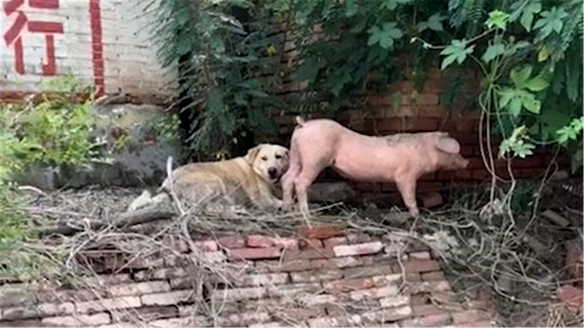 洪水中的猪坚强与狗坚强:被困10天没喂养,小猪瘦出S形身材|洪水 |坚强 |猪_新浪新闻