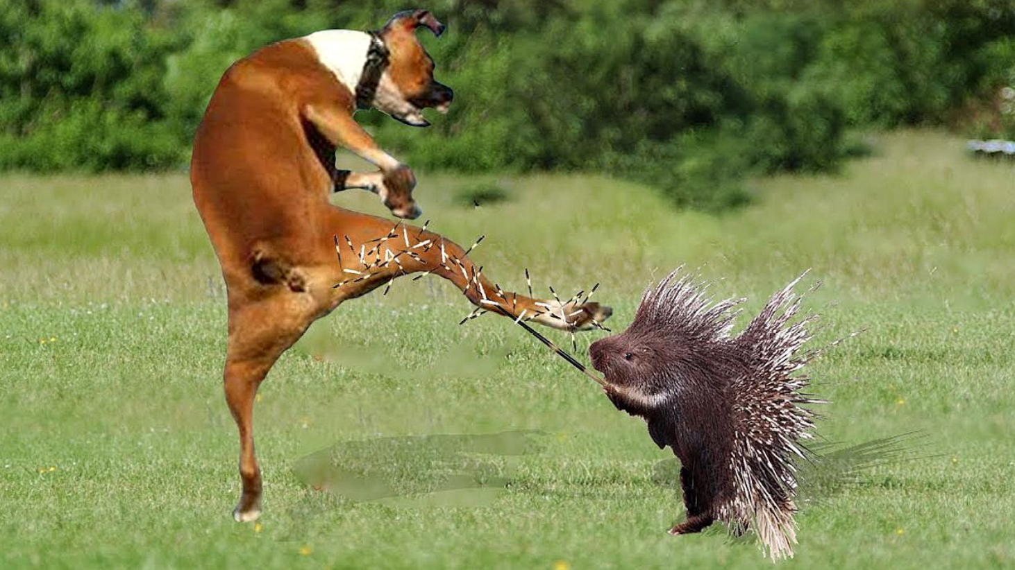 比特犬作死大战豪猪,下一秒肠子都悔青了,镜头记录精彩全过程