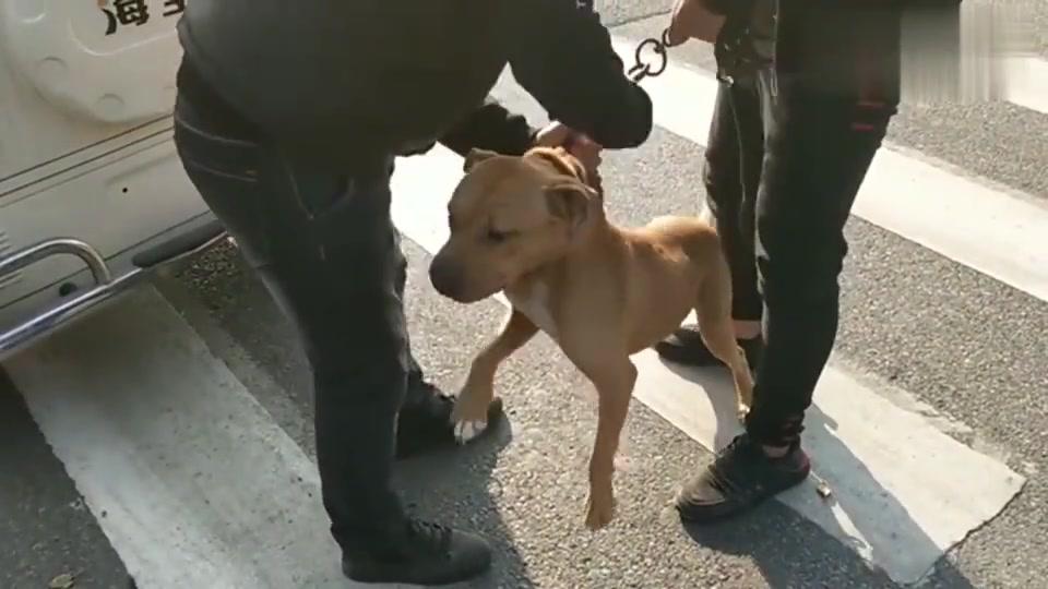 狗市上这条比特犬太狂暴吓人了 不停向前扑 主人都难以控制它 狗市上这条比特犬太狂暴吓人了 不停向前扑 主人都难以控制它