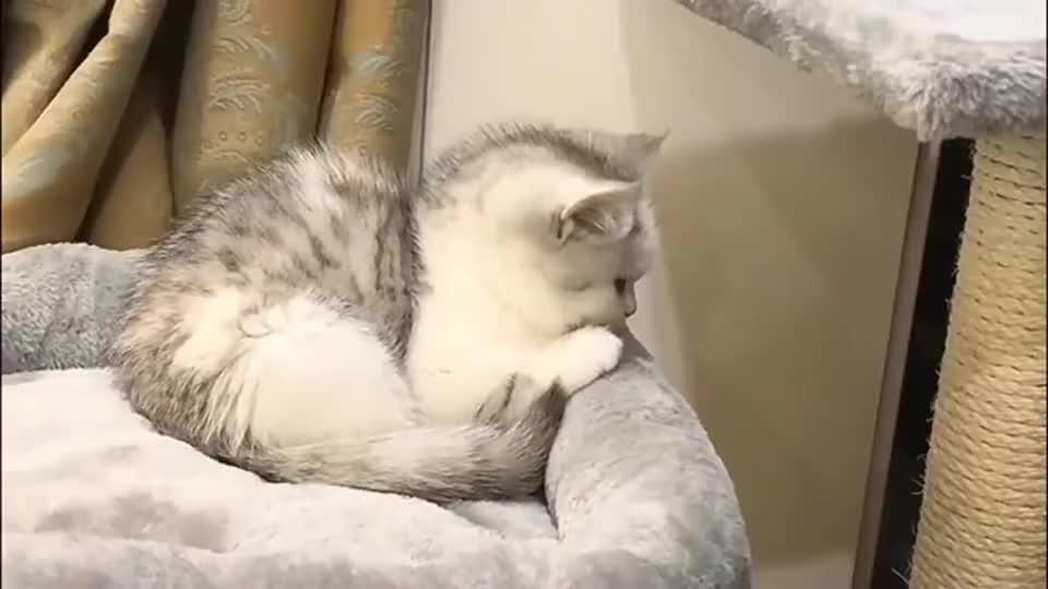 狸花猫最会发嗲卖萌:不管,就要你哄我睡觉