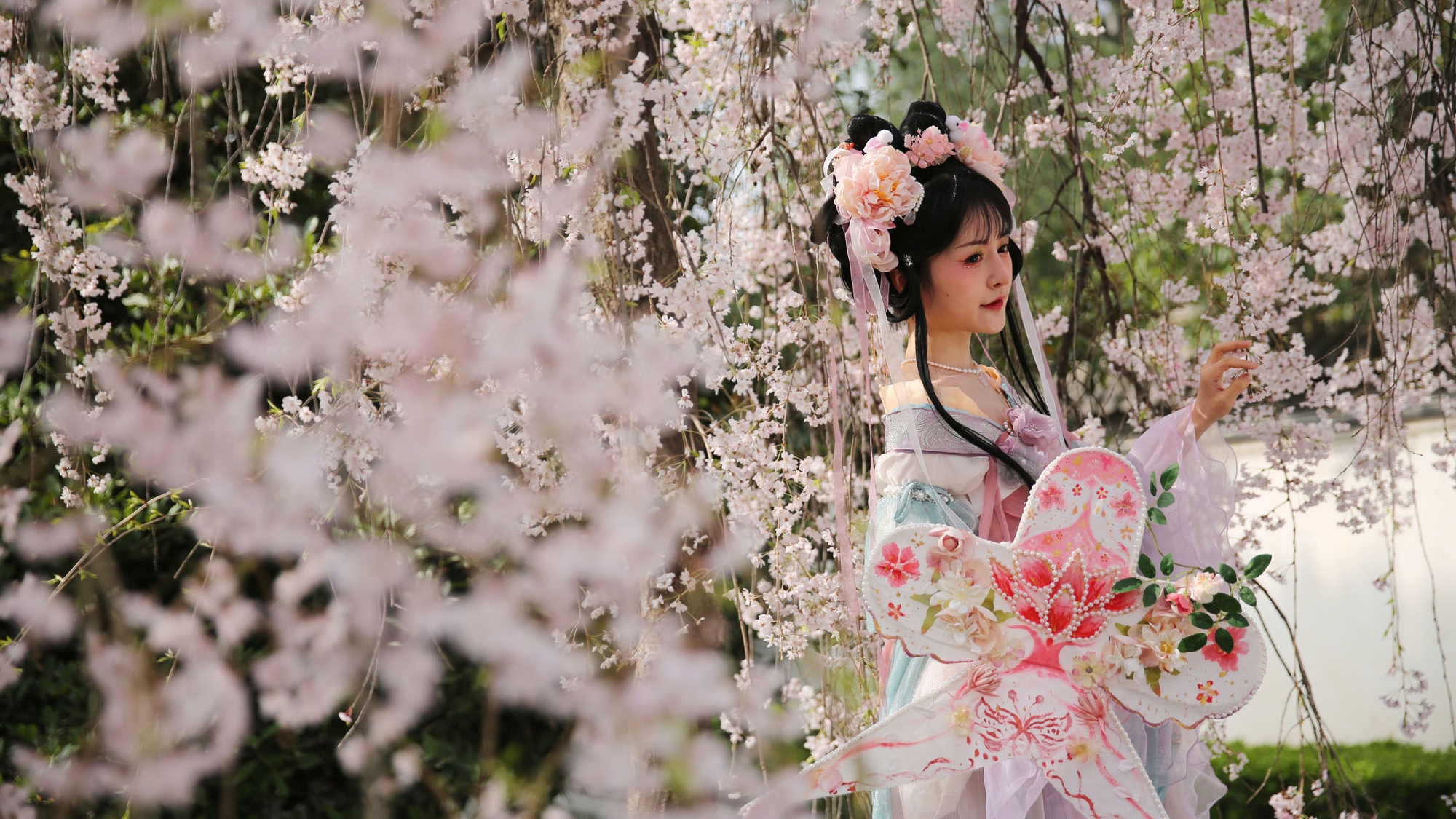 西安青龙寺樱花季穿汉服赏樱拍照成最美一景