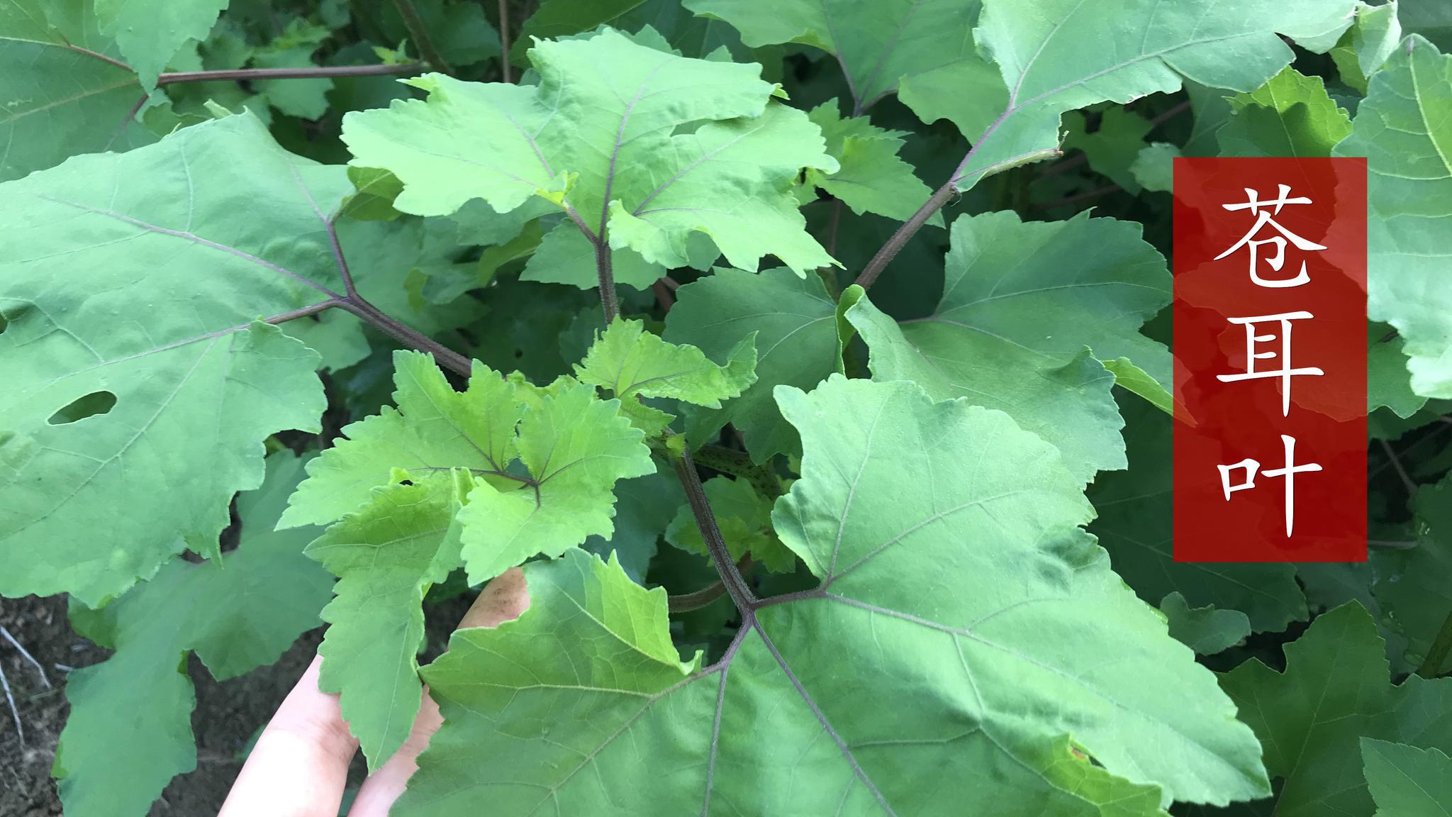 农村的苍耳叶还是"宝",祛风除湿止血止痛,了解好处不吃亏