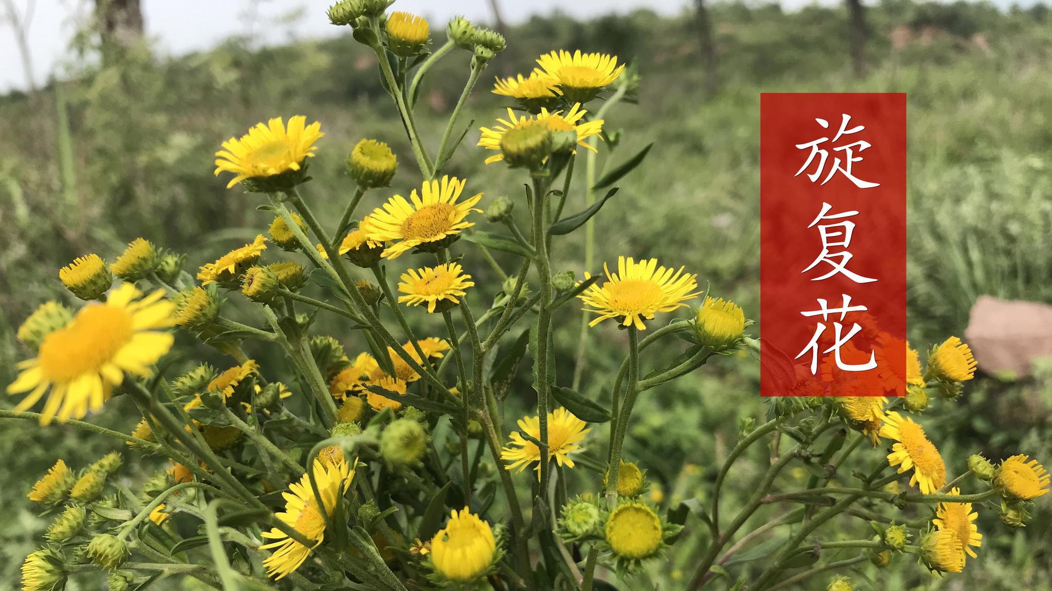 草本植物旋覆花,有降气消痰行水止呕的功效,你还不认识?