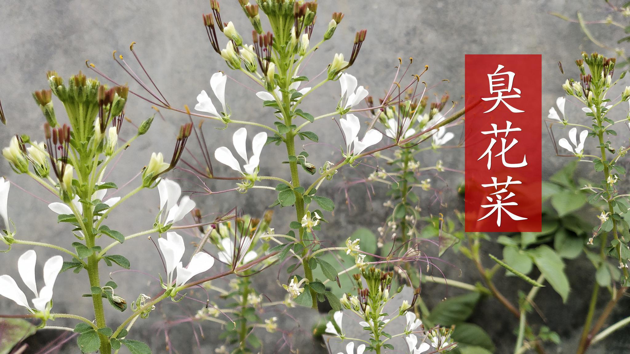 臭花菜很臭,用途却很香,生活中很多人都需要它,你认识吗?