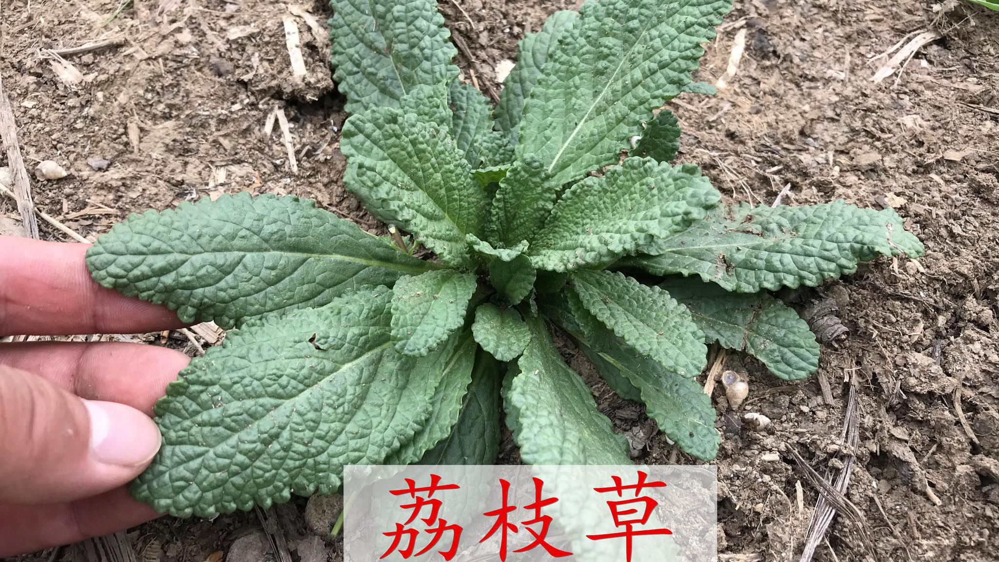 植物荔枝草浑身是宝老爷爷教我一招一起看视频了解下吧