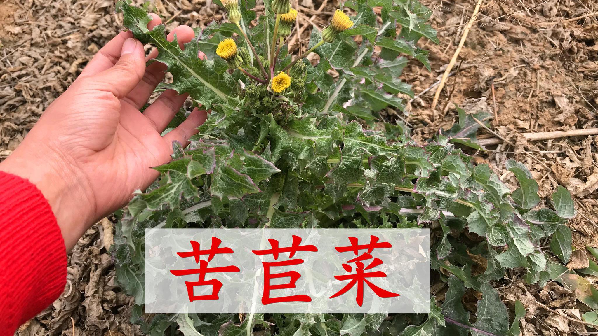 今天才发现,苦苣菜有这么多的好处?路边遇见了记得带回家