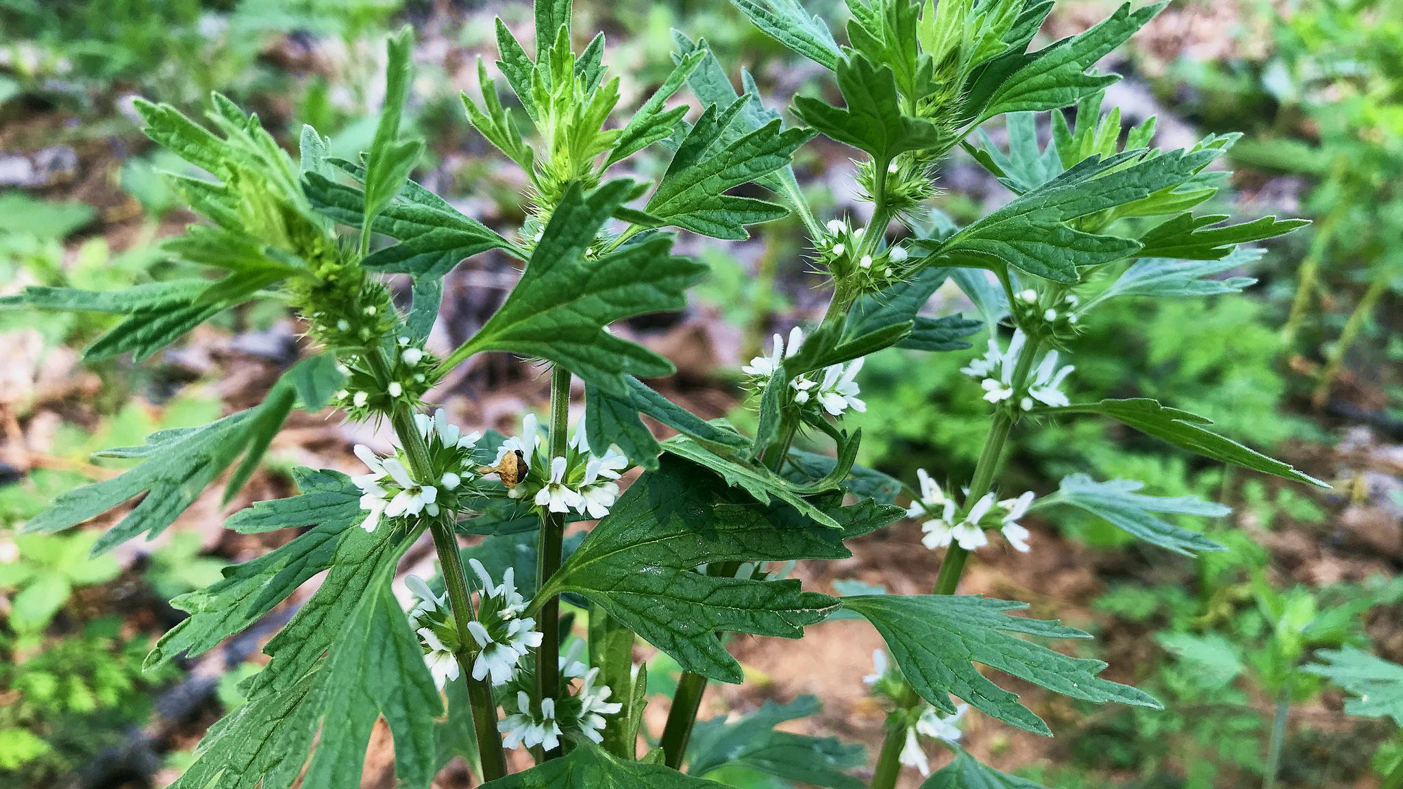 夏至草用水一煮厉害了?解决了不少的生活烦恼,好多人还不知道