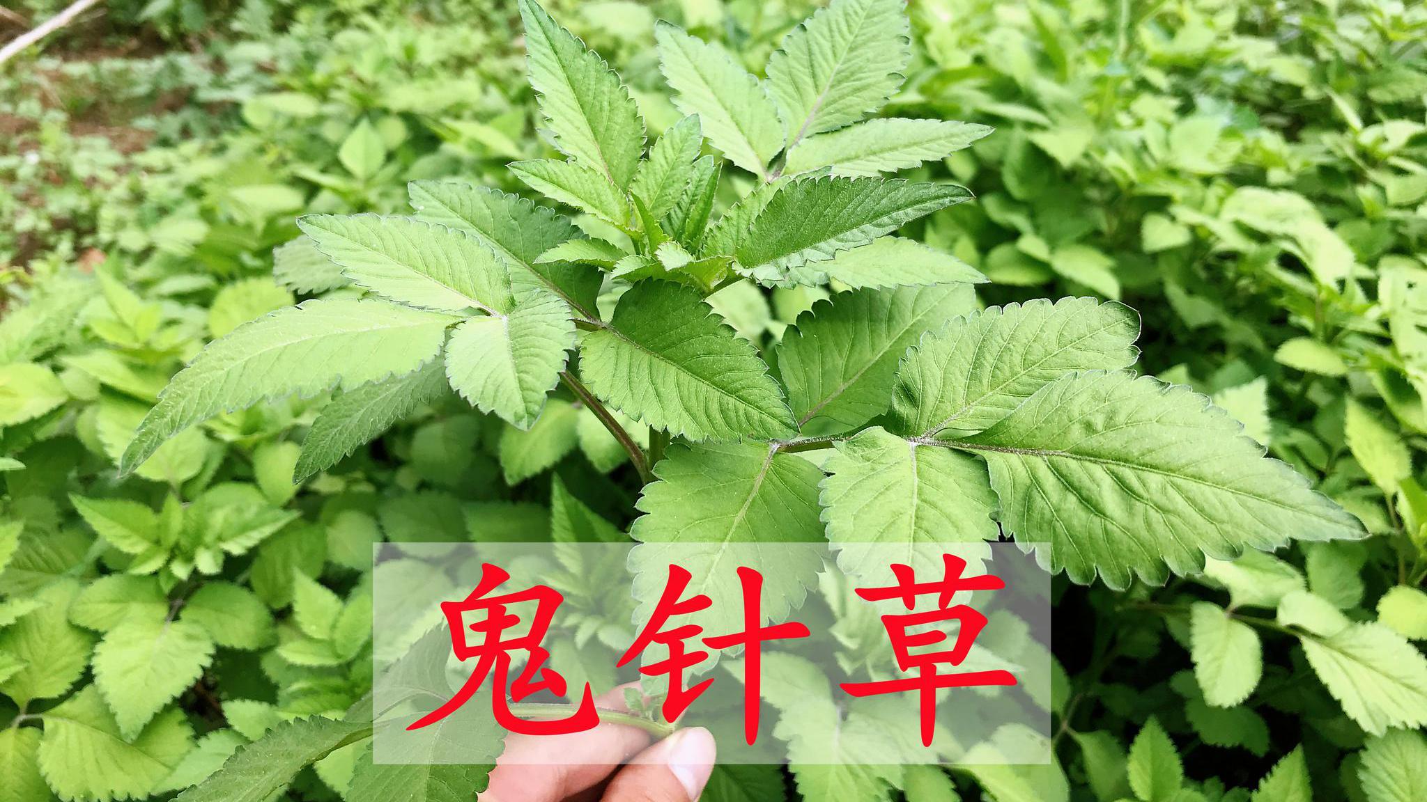 农村粘人的鬼针草煮水,好多人不知它有啥好?解决男女烦恼