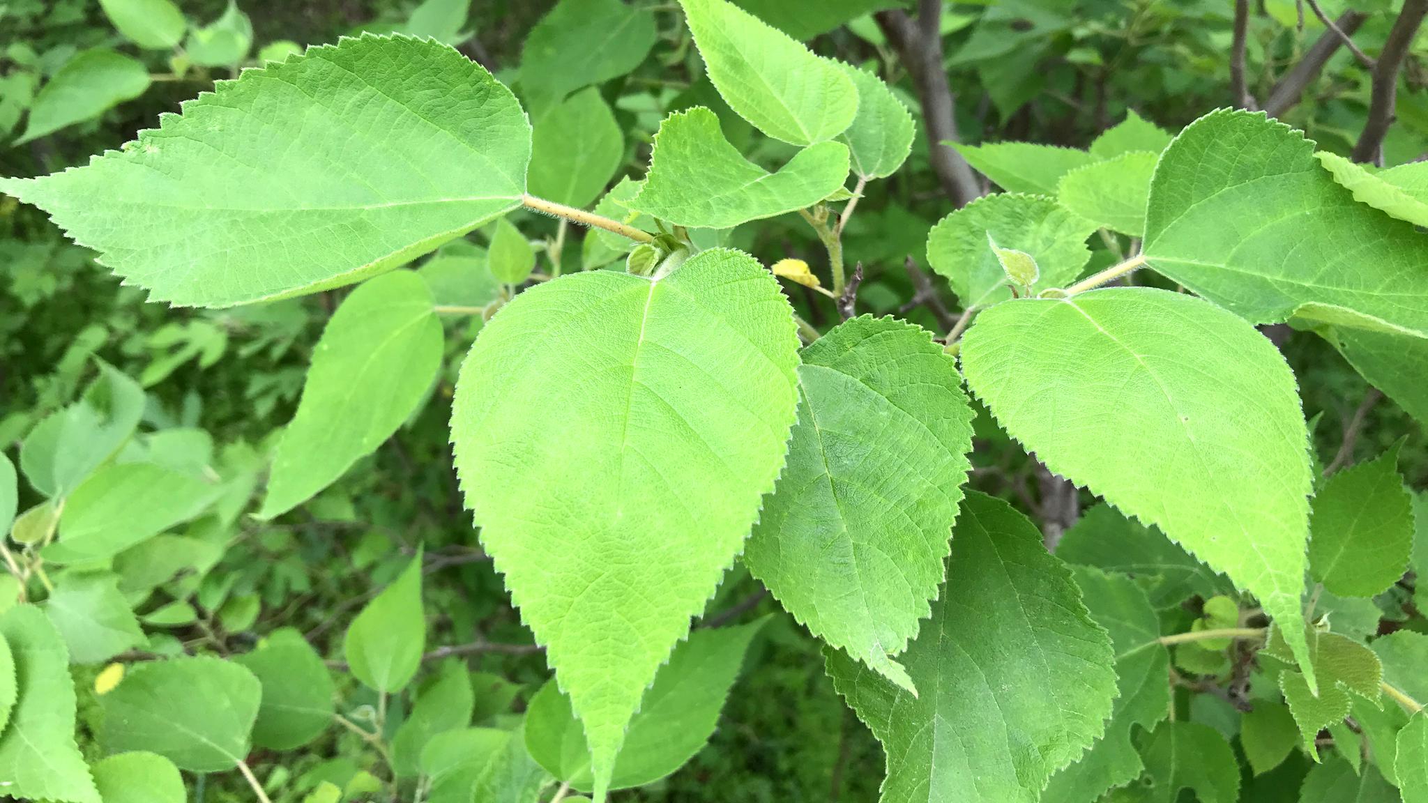 农村常见构树叶是个"宝",原来有这么好的价值?遇见记得摘回家