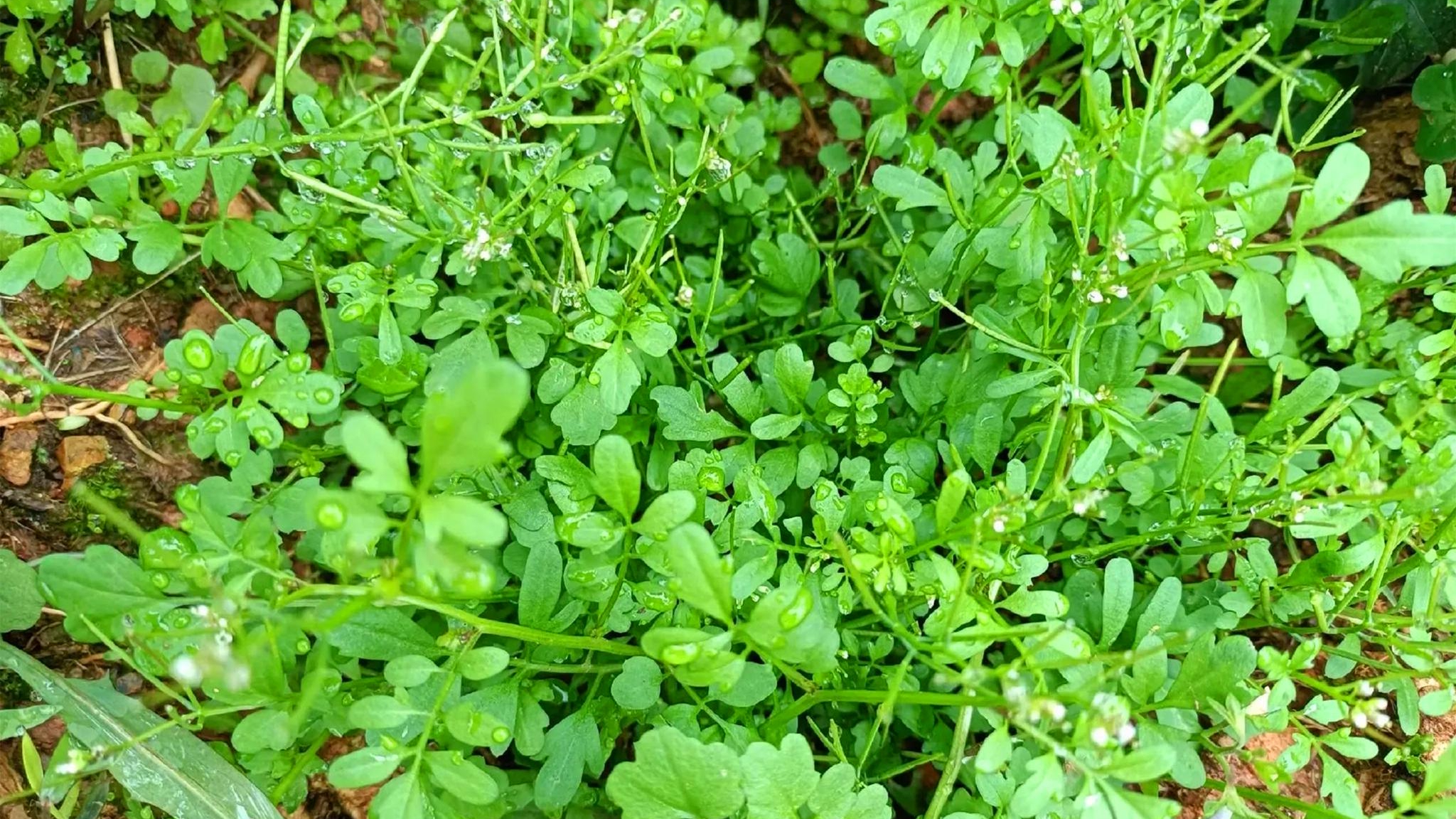 春天肥美的野菜碎米荠又叫雀儿菜见肿消好多人没吃过