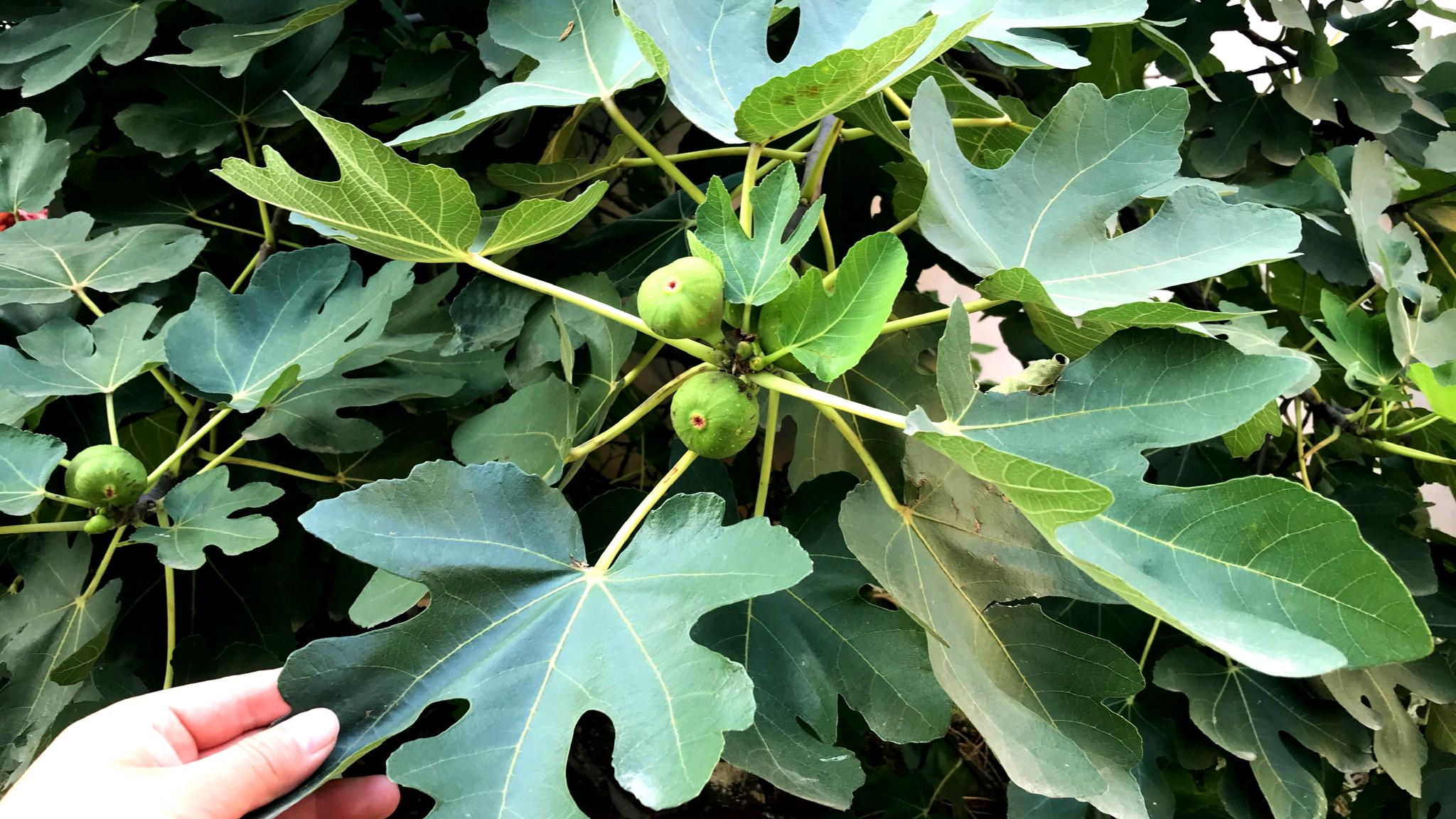 农村的无花果叶煮水厉害了3大妙用看下对你有用吗