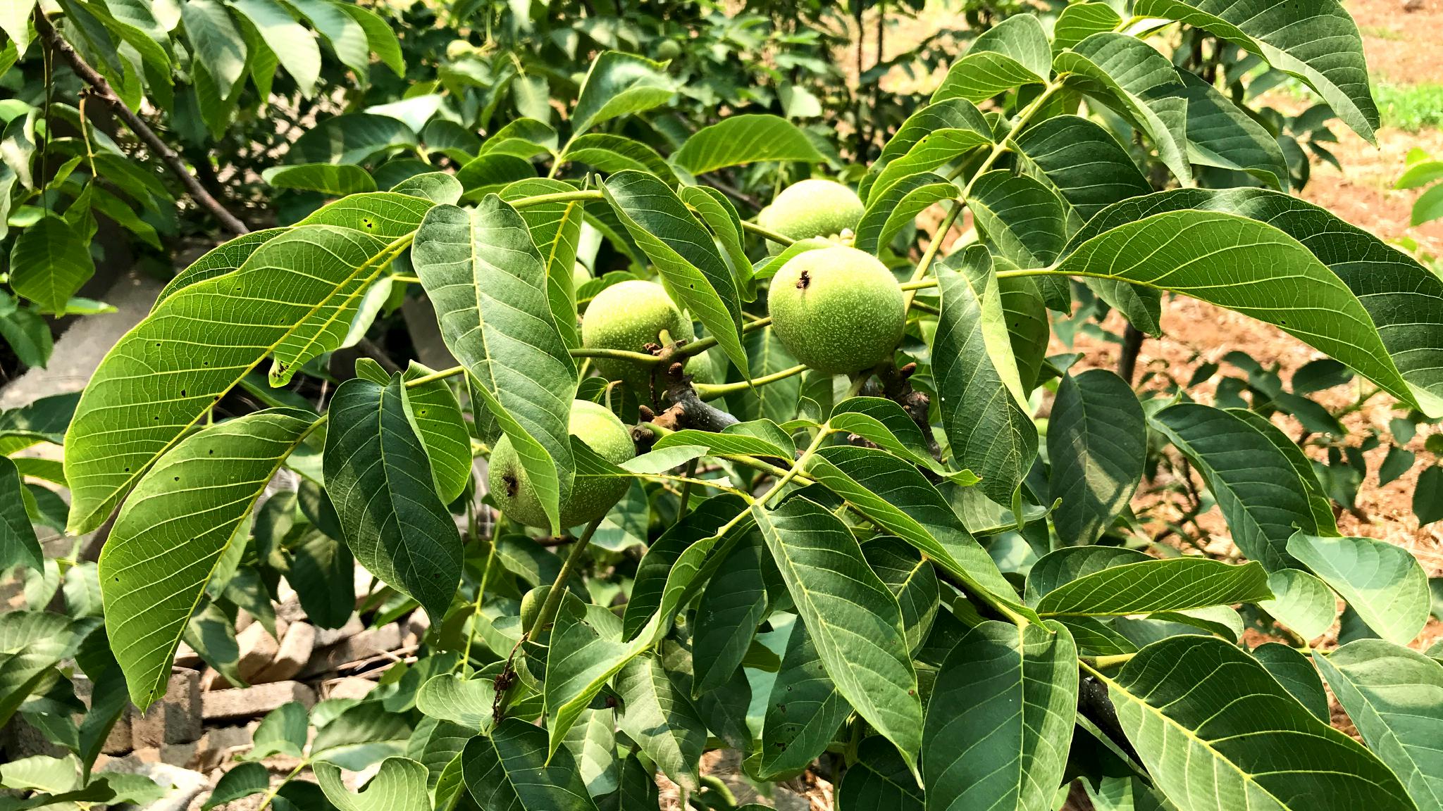 农村常见的核桃叶到底有啥厉害用途今天总算弄明白了