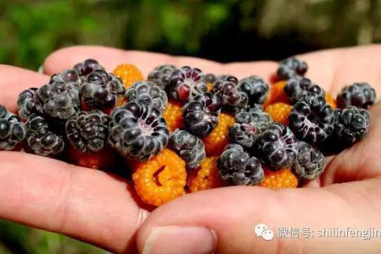 黑锁梅,黄锁梅尝一口酸酸甜甜 你小时候摘过吗?|石林|野果|黄色|窝头|鱼子酱_新浪新闻